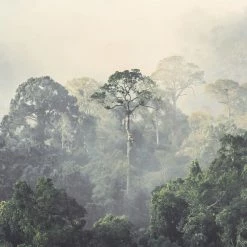 Dunelm Rainforest Mural Wallpaper -Hot Sale rugs Shop 30764164 alt01